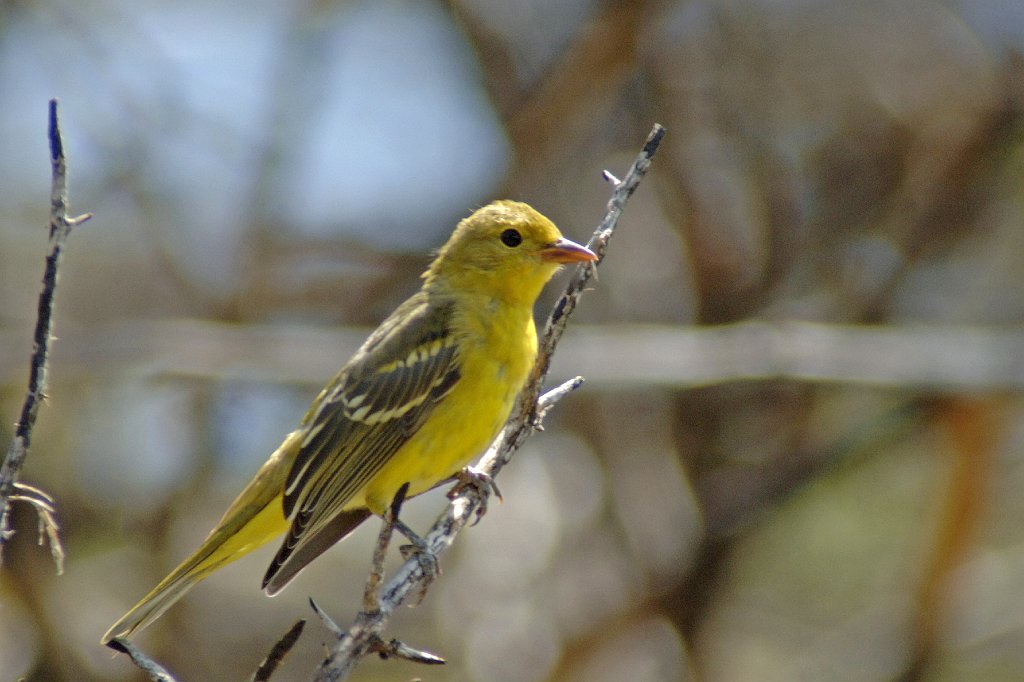 Tanager, Western, 2006-08113128  Great Sand Dunes NP, CO.JPG - Western Tanager (f), Great Sand Dunes NP, CO, 8-2006